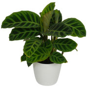 Calathea 'Zebrina' + White Cachepot